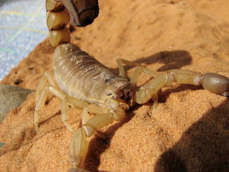 Pest Control